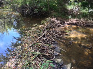 Beaver dam on mine run