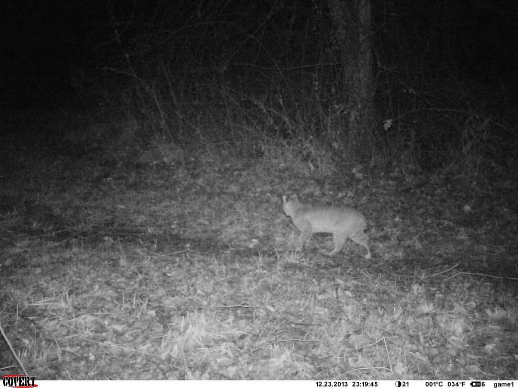 Bobcat on the hunt