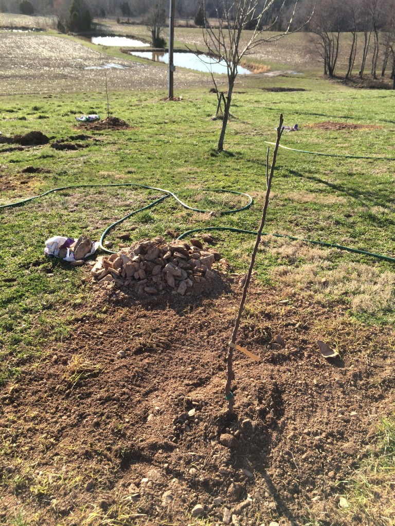 Last tree in, note the rock pile