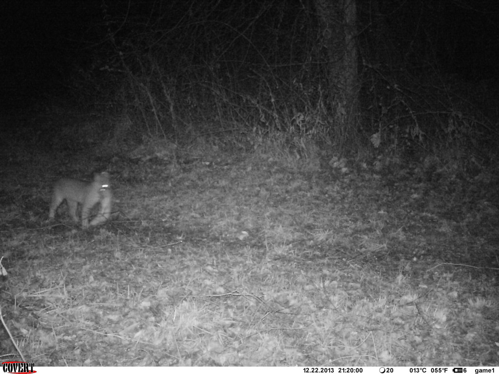 Bobcat returning with its dinner