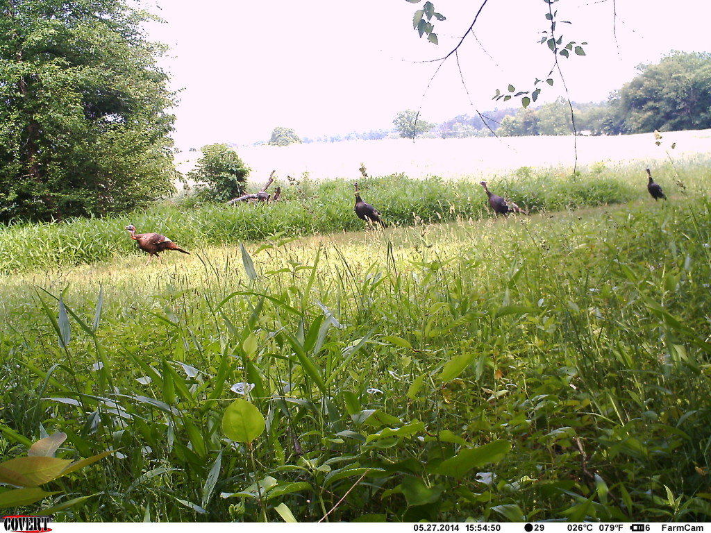 Troupe of Turkeys