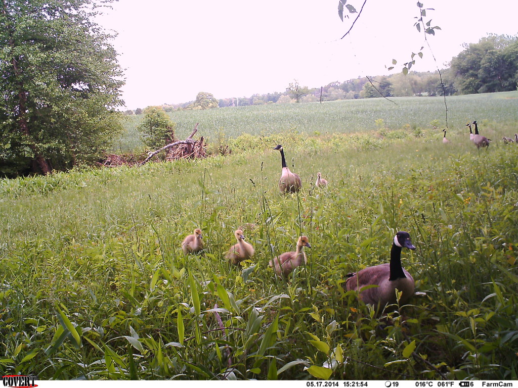 Mama, Papa and baby geese