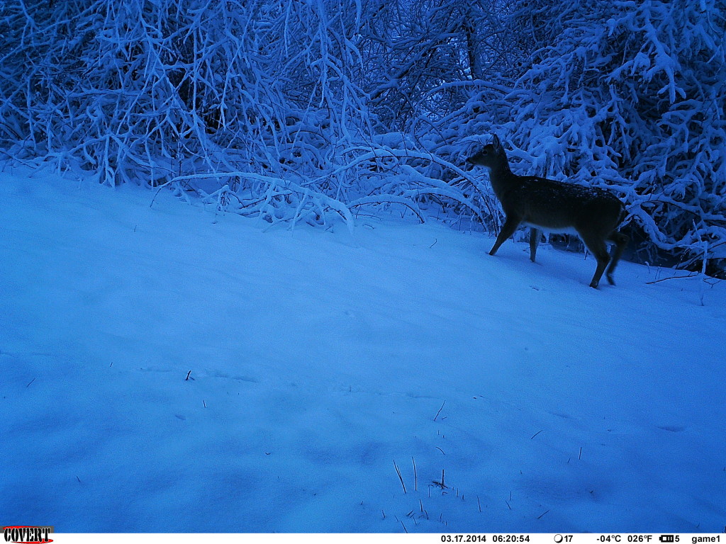 Deer on a cold morning