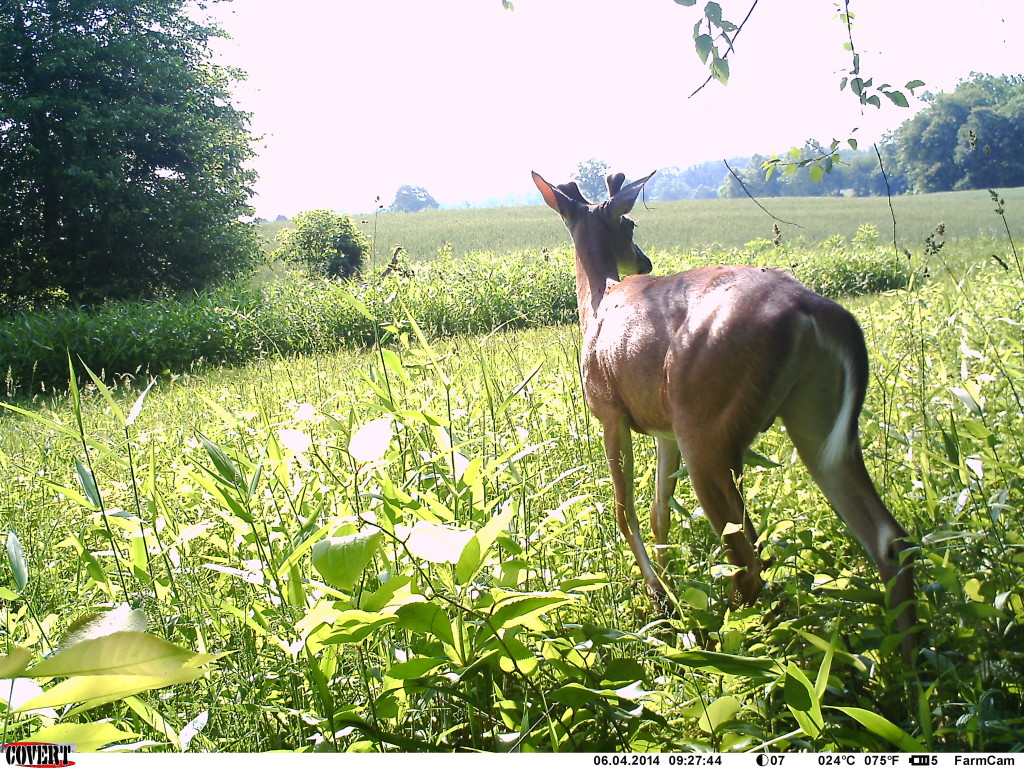 Buck with antlers just starting to grow