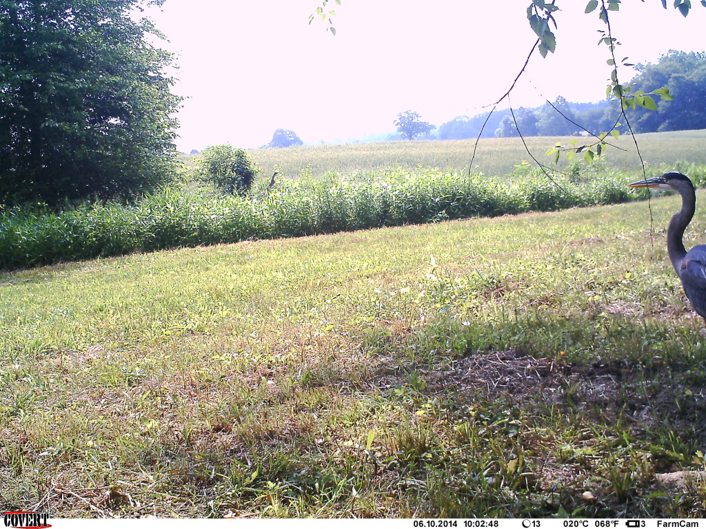 Egret poking its head in front of the camera