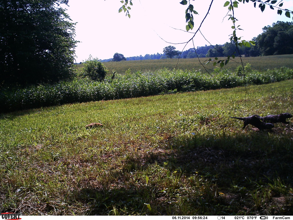 Two river otters (right side of pic)