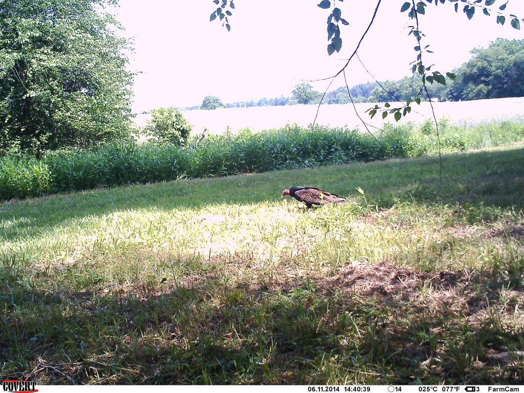 Turkey vulture 'recycling' groundhog