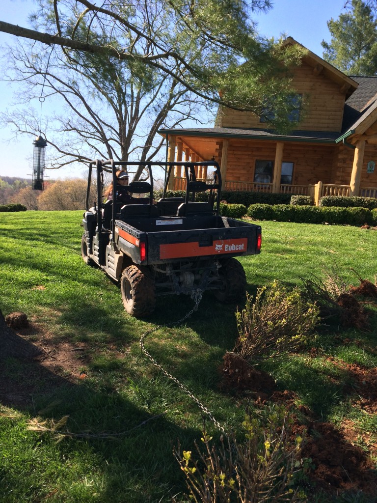 Wife pulling out the bushes decimated by the deer