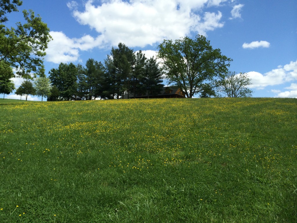 Buttercups on the hill behind the house