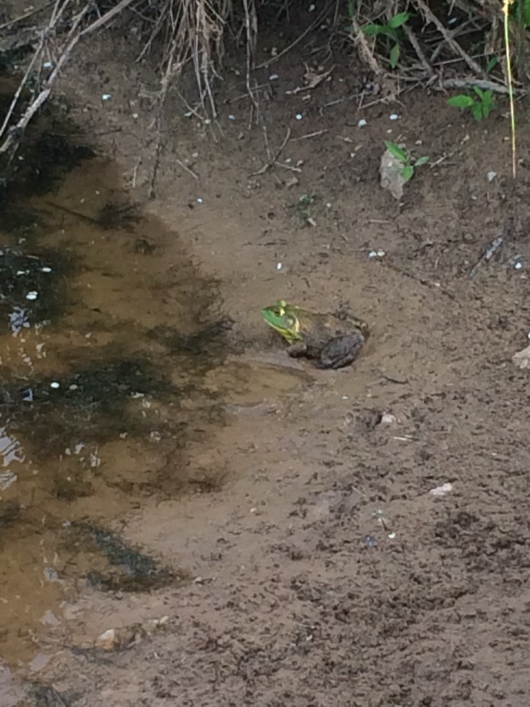 Bullfrog in the barn pond