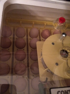 Guinea eggs in the incubator