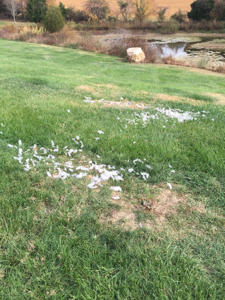 Lots of the feather piles around the barn