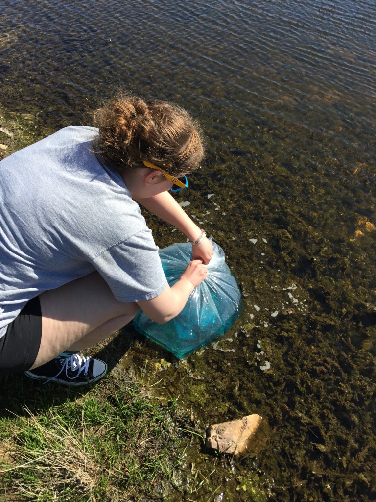 Putting them in the pond