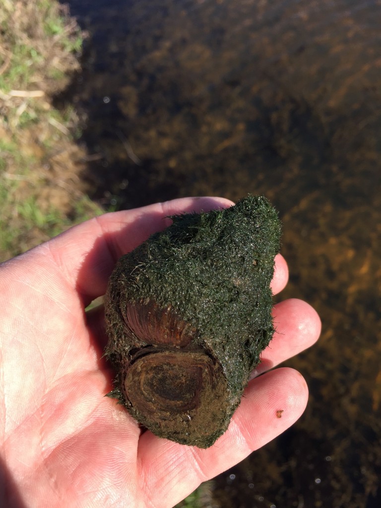 Snails are huge!