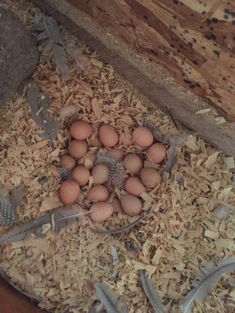 I put them all together in the barn but they refused to sit on them