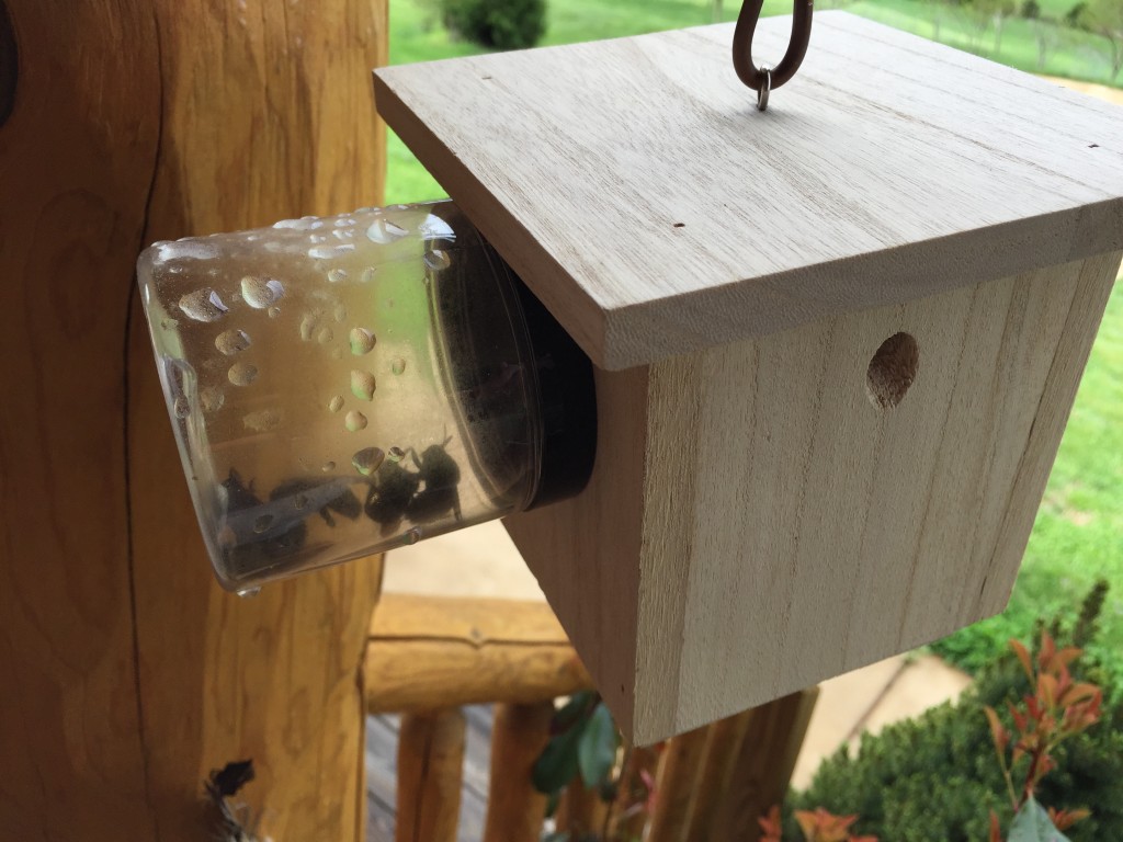 Carpenter Bee Trap