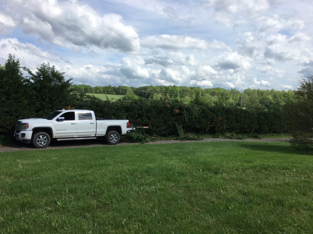 Initial hedge trim at about 10ft high