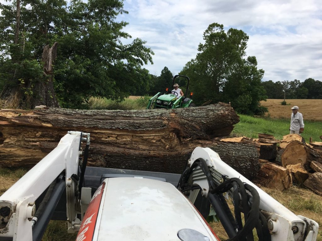 Double teaming the monster red oak