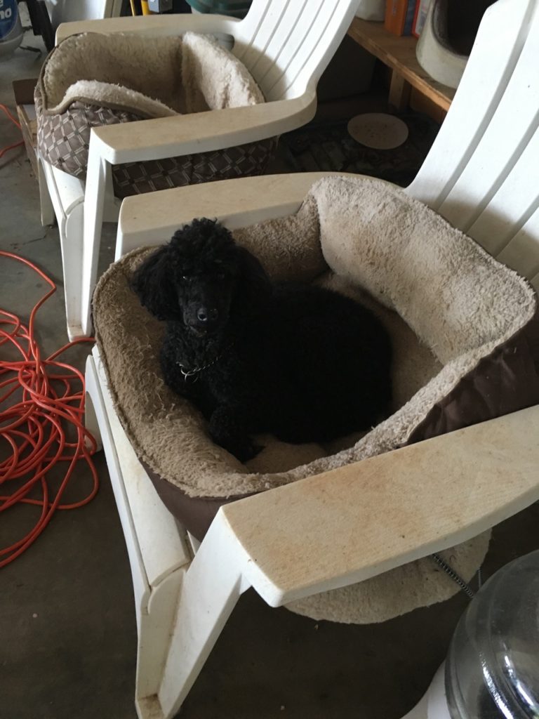 Mirlo likes the smell of the kitty beds