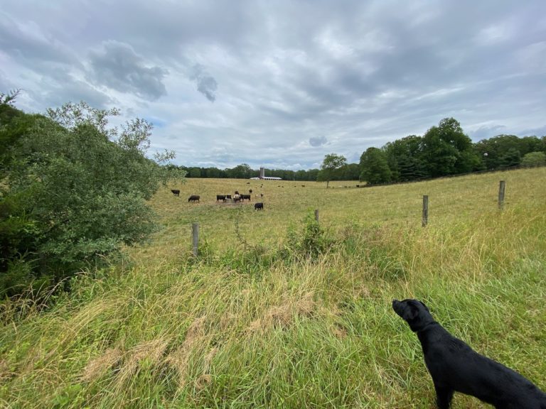 June | 2020 | Springfield Farm